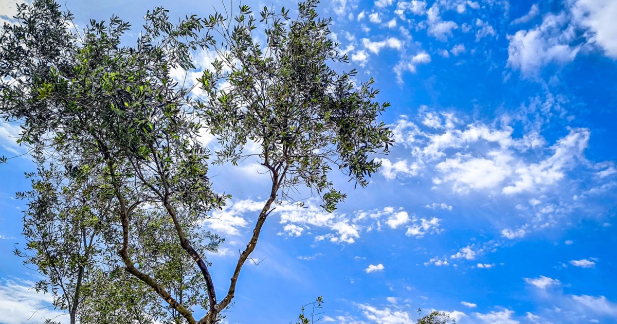 Καιρός: Ανοιξιάτικες θερμοκρασίες, βροχές σε Ιόνιο και ηπειρωτικά