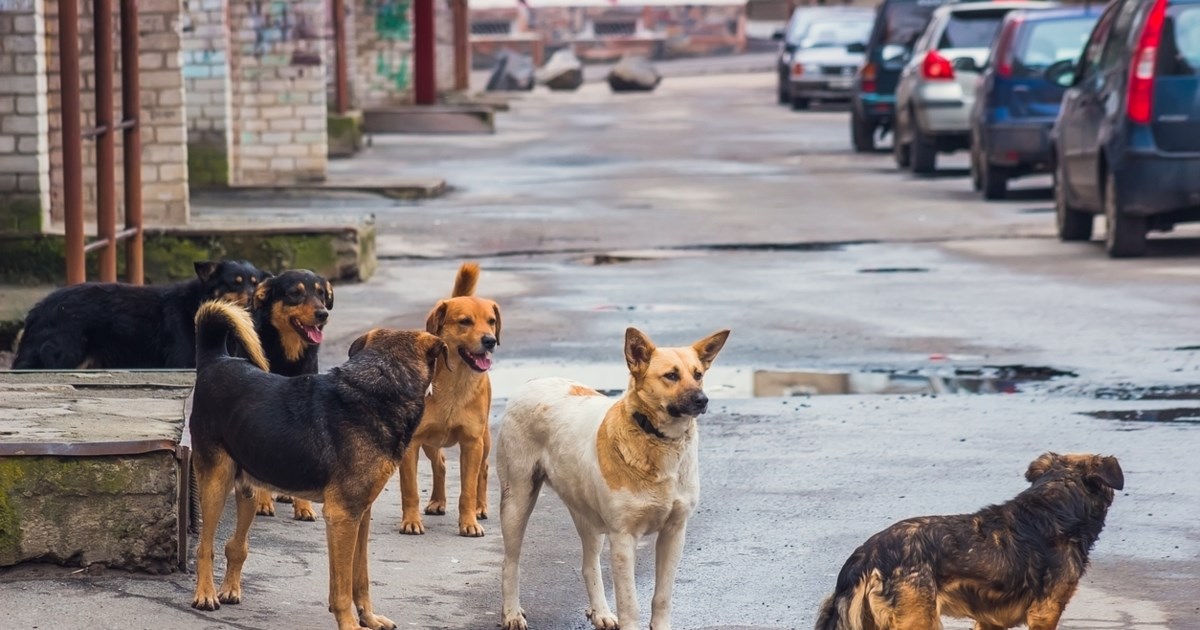 Σοκ στη Χαλκιδική με τη μαζική θανάτωση 21 σκυλιών - Τα δηλητηρίασαν