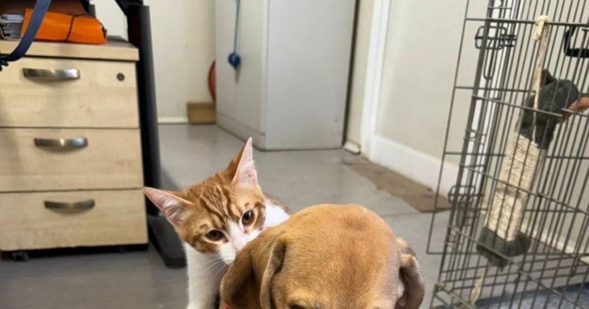 Ιταλία: Για πρώτη φορά μεγάλα σκυλιά ταξίδεψαν μαζί με τους ιδιοκτήτες τους σε δοκιμαστική αεροπορική πτήση [βίντεο]