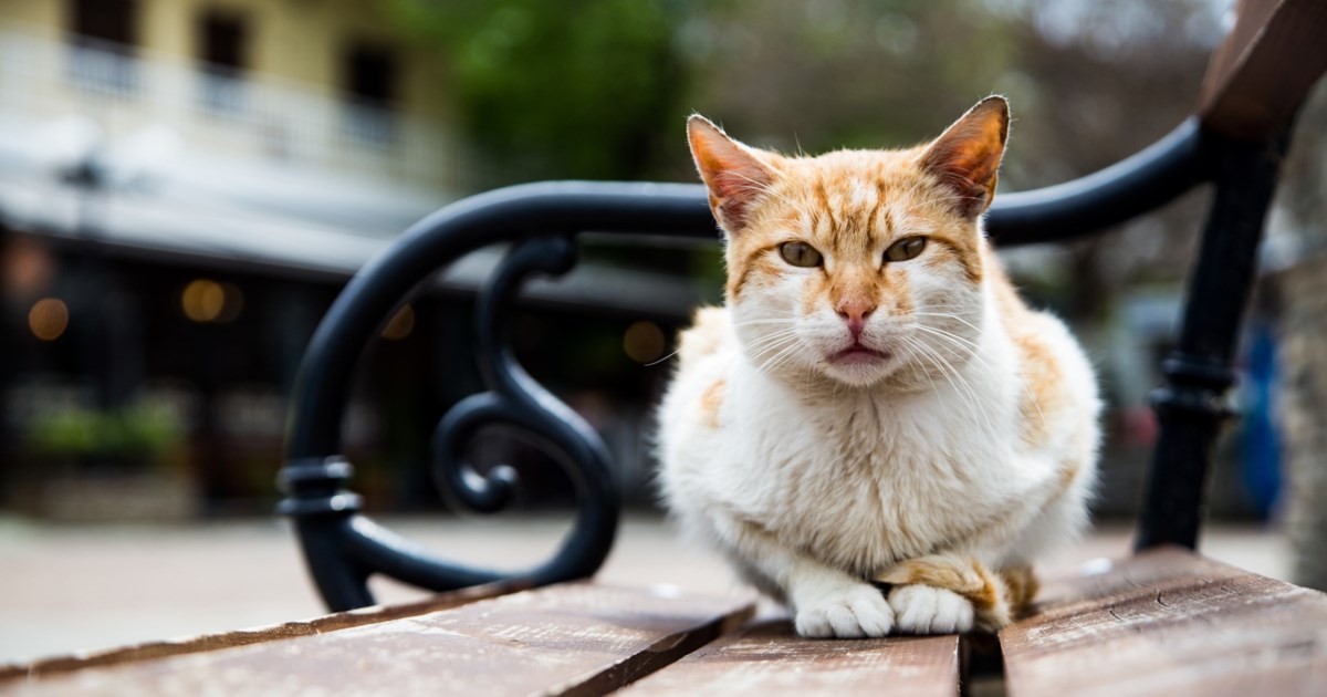 Ραφήνα: Άγνωστοι δηλητηρίασαν το σκυλάκι του δημάρχου της περιοχής [εικόνες]