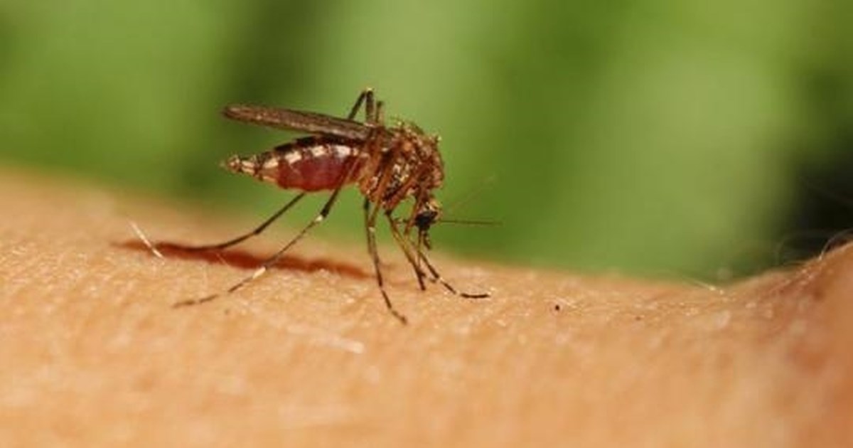 Ιός του Δυτικού Νείλου: Οι επτά περιοχές υψηλού κινδύνου στην Ελλάδα