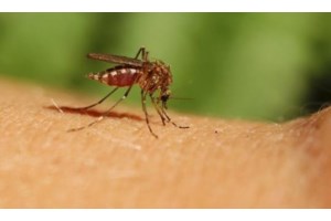 Ιός του Δυτικού Νείλου: Οι επτά περιοχές υψηλού κινδύνου στην Ελλάδα