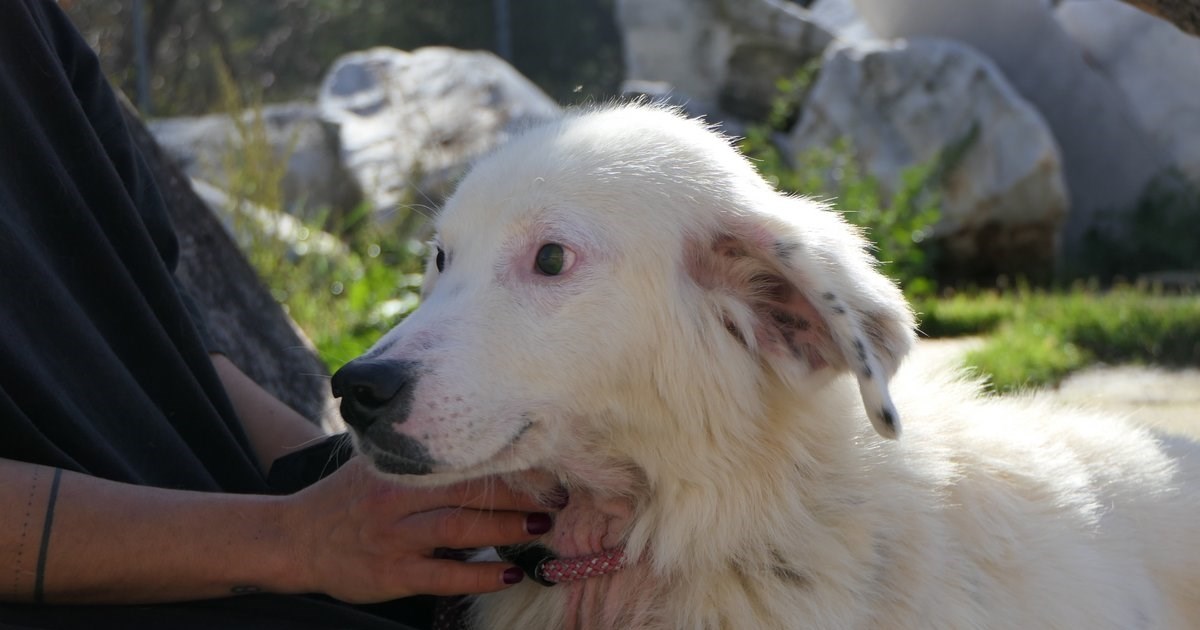 Ερμιονίδα: Συνέλαβαν 81χρονο που έσερνε τον σκύλο του με το αυτοκίνητο- Το ζώο δεν τα κατάφερε και πέθανε