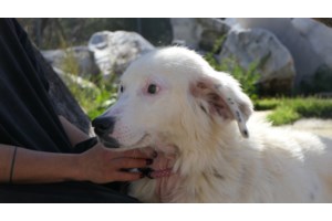 Ερμιονίδα: Συνέλαβαν 81χρονο που έσερνε τον σκύλο του με το αυτοκίνητο- Το ζώο δεν τα κατάφερε και πέθανε