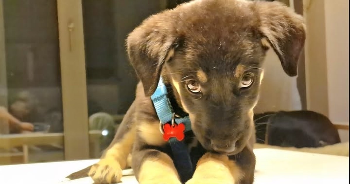 Μάχη για τη ζωή του δίνει σκύλος που κακοποιήθηκε βάναυσα στην Ηλεία