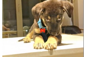 Μάχη για τη ζωή του δίνει σκύλος που κακοποιήθηκε βάναυσα στην Ηλεία