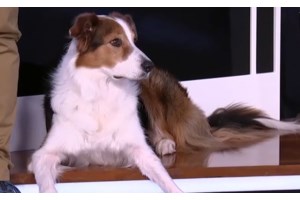 Λαμία: Ηλικιωμένος πέθανε και ο σκύλος του δεν άφηνε κανέναν να μπει στο σπίτι