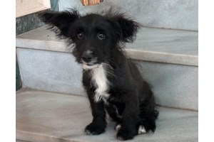 Ζάκυνθος: Συνελήφθησαν θεία και ανιψιός για θανάτωση σκύλου - Πρόστιμο 30 χιλ. ευρώ στον 43χρονο