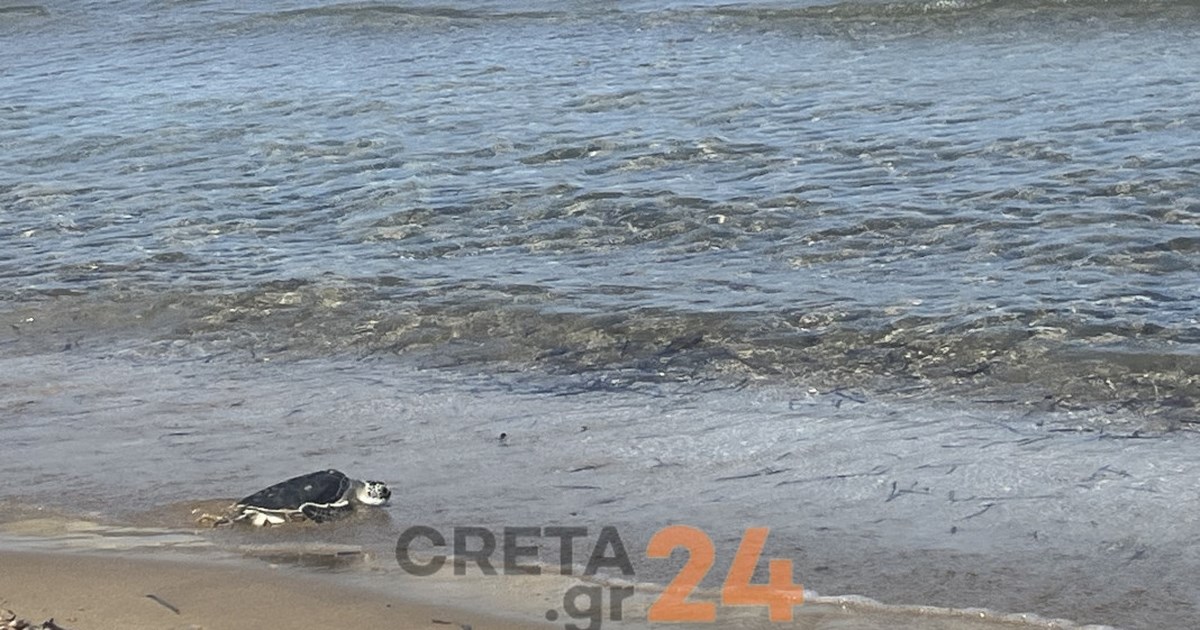 Κρήτη: Ψαροντουφεκάς βρήκε κεφαλή αγάλματος στον βυθό [βίντεο]