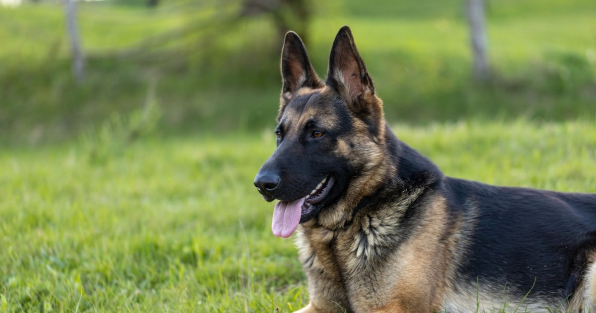 Σάμος: Νεκρή εντοπίστηκε η 64χρονη τουρίστρια από την Ολλανδία - Το κινητό της είχε βρεθεί σε άλλη περιοχή