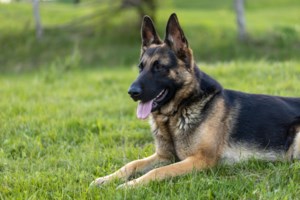 Σάμος: Νεκρή εντοπίστηκε η 64χρονη τουρίστρια από την Ολλανδία - Το κινητό της είχε βρεθεί σε άλλη περιοχή