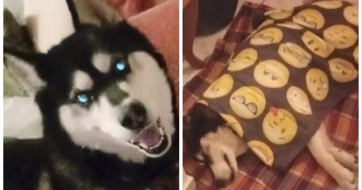 Αράχωβα: Νέα ανατροπή στην υπόθεση του Ολιβερ - "Υπάρχει βίντεο με τον δράστη" [βίντεο]