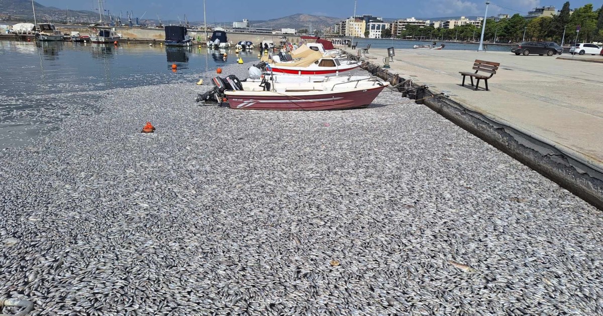 Γεμάτες με καρχαρίες και σαλάχια οι ελληνικές θάλασσες - Ο χάρτης με τις καταγραφές [εικόνα] - εικόνα 2