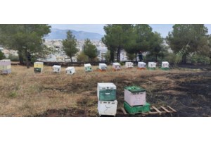 Φωτιά στο Άλσος Βεΐκου: Βίντεο ντοκουμέντο με μελισσοκόμο να απομακρύνεται από την εστία της πυρκαγιάς - εικόνα 5