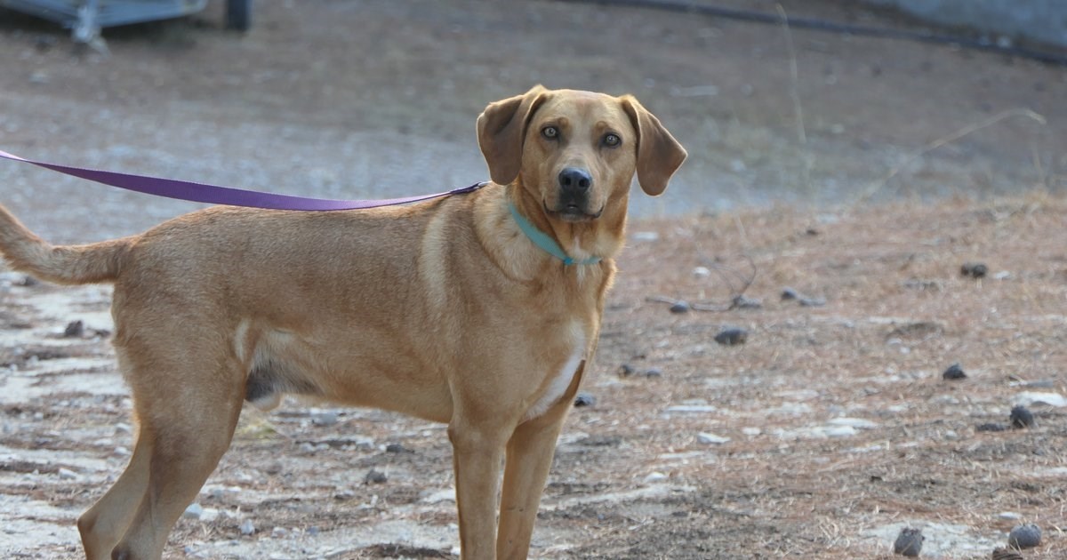 Χαριτωμένη γατούλα προσπαθεί ξανά και ξανά να ανέβει ανάποδα σε κυλιόμενη σκάλα [βίντεο]
