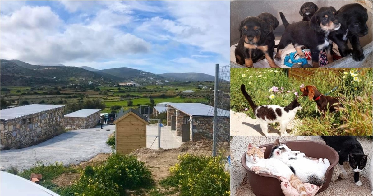 O Δήμος Πάρου εξακολουθεί να μην στηρίζει τον σύλλογο PAWS - Δεν έχει δώσει ούτε ένα ευρώ για τα αδέσποτα - εικόνα 3