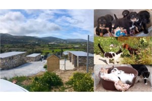 O Δήμος Πάρου εξακολουθεί να μην στηρίζει τον σύλλογο PAWS - Δεν έχει δώσει ούτε ένα ευρώ για τα αδέσποτα - εικόνα 3