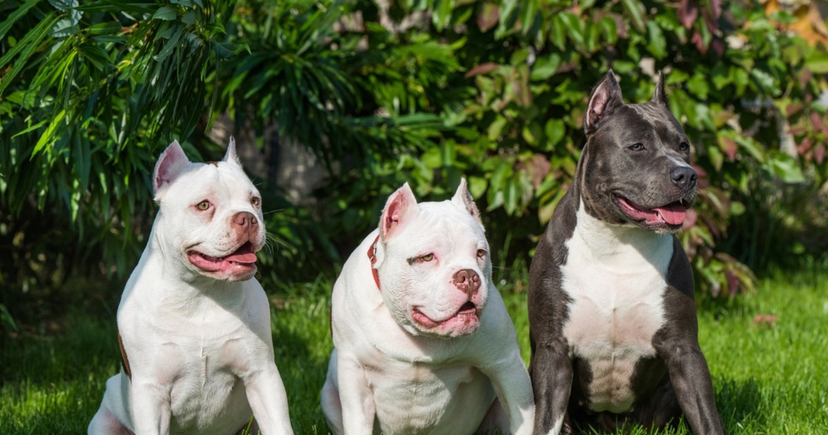 Θεσσαλονίκη: Αθωώθηκε η 52χρονη για τους 94 σκύλους που φιλοξενούσε στο σπίτι της