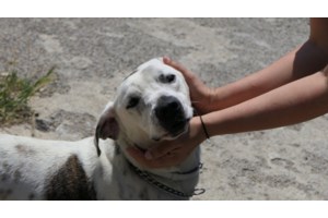 Μεσσηνία: Άγρια επίθεση σκύλου σε 6χρονο κορίτσι - Μεταφέρθηκε στο νοσοκομείο με σοβαρά τραύματα