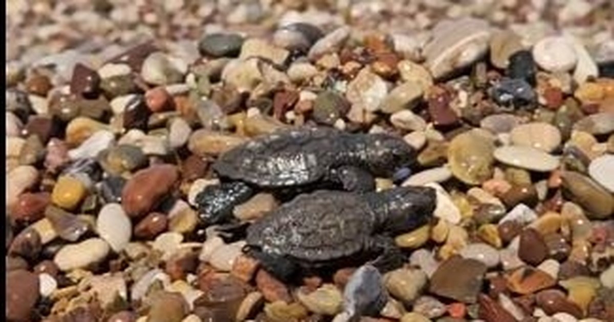 Nεκρή εντοπίστηκε θαλάσσια χελώνα στο λιμάνι του Βόλου - Στην πλωτή εξέδρα των υδροπλάνων