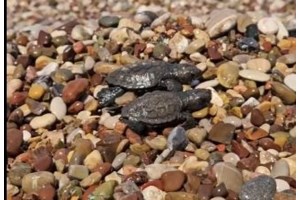 Nεκρή εντοπίστηκε θαλάσσια χελώνα στο λιμάνι του Βόλου - Στην πλωτή εξέδρα των υδροπλάνων