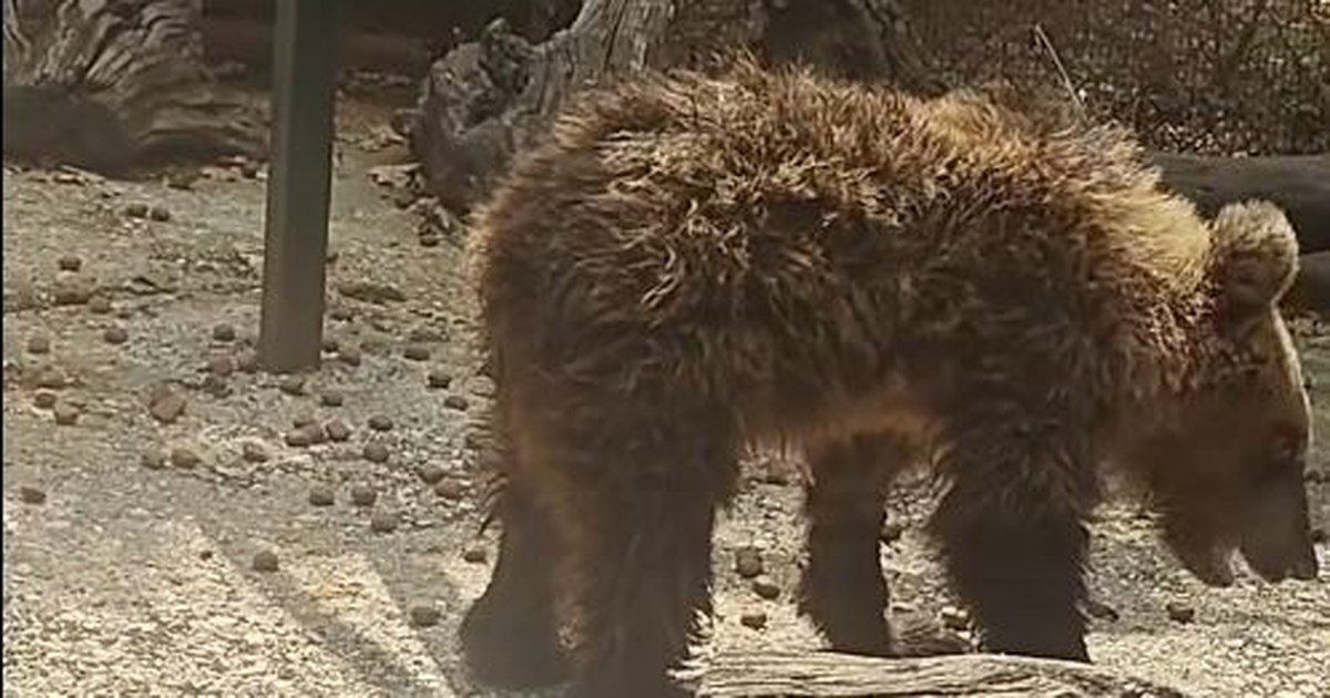 "Θαύμα" στη Νάξο: 109 νεογέννητα χελωνάκια άρχισαν την Οδύσσειά τους στο Αιγαίο [βίντεο]