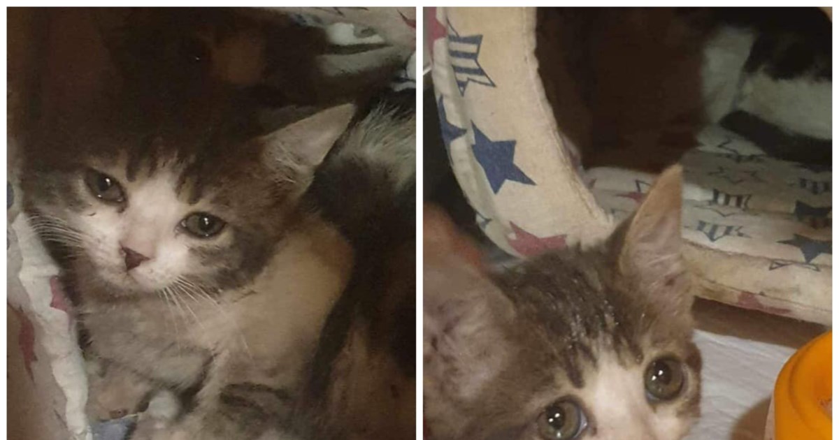 Ρόδος: Πρόστιμο 120.000 ευρώ σε 76χρονο που εγκατέλειψε τέσσερα γατάκια - εικόνα 2