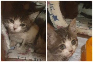 Ρόδος: Πρόστιμο 120.000 ευρώ σε 76χρονο που εγκατέλειψε τέσσερα γατάκια - εικόνα 2