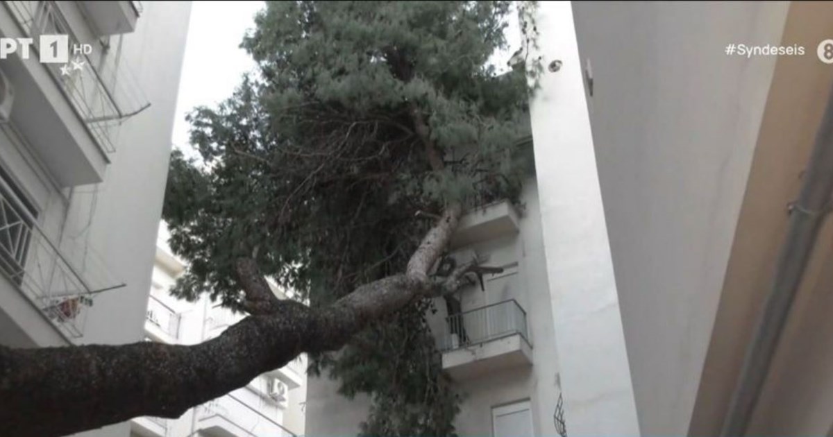 Ηράκλειο: Ξεριζώθηκε δέντρο και έπεσε σε περίπτερο [εικόνες - βίντεο] - εικόνα 5