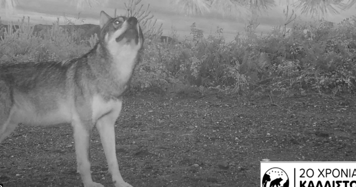 Απόφαση της Εισαγγελίας Αθηνών: Να απομακρυνθούν άμεσα οι λύκοι από την Πάρνηθα για να προστατευθούν τα κόκκινα ελάφια - εικόνα 2