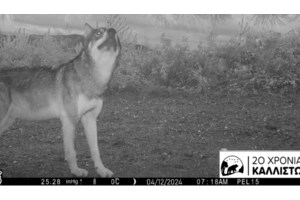 Απόφαση της Εισαγγελίας Αθηνών: Να απομακρυνθούν άμεσα οι λύκοι από την Πάρνηθα για να προστατευθούν τα κόκκινα ελάφια - εικόνα 2