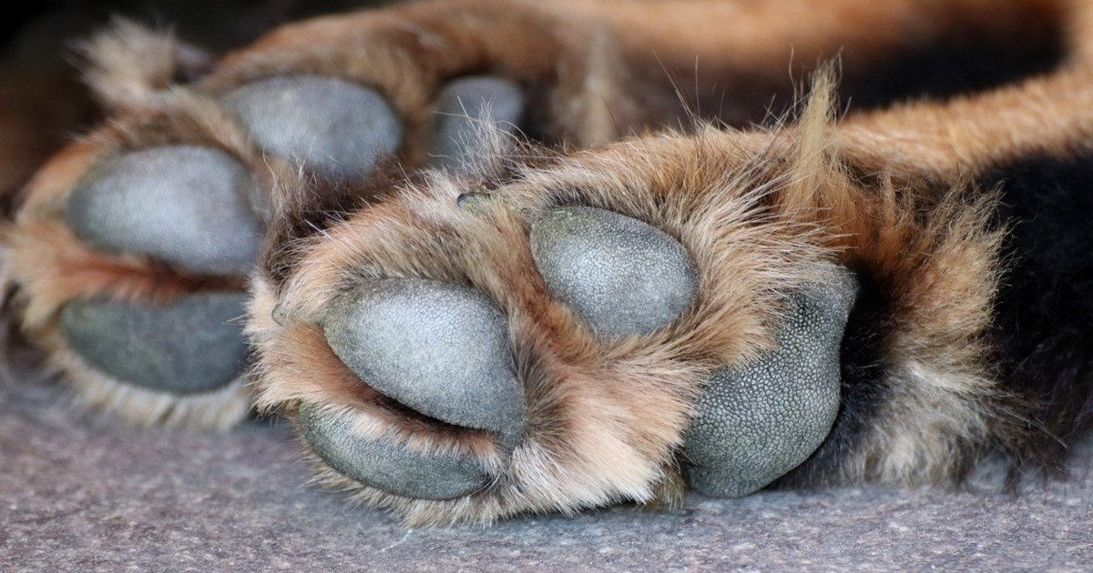 Αλόννησος: Σκύλος δάγκωσε 33χρονο και του ακρωτηρίασε το κάτω χείλος [βίντεο]