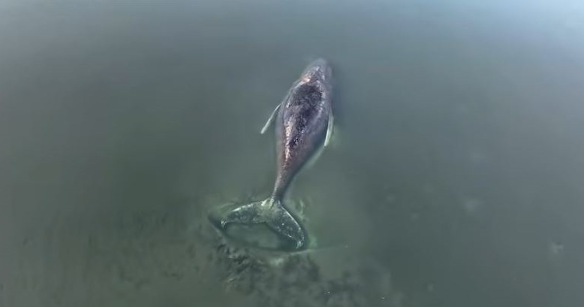 Νέα μεγάλη επιχείρηση διάσωσης της φάλαινας 