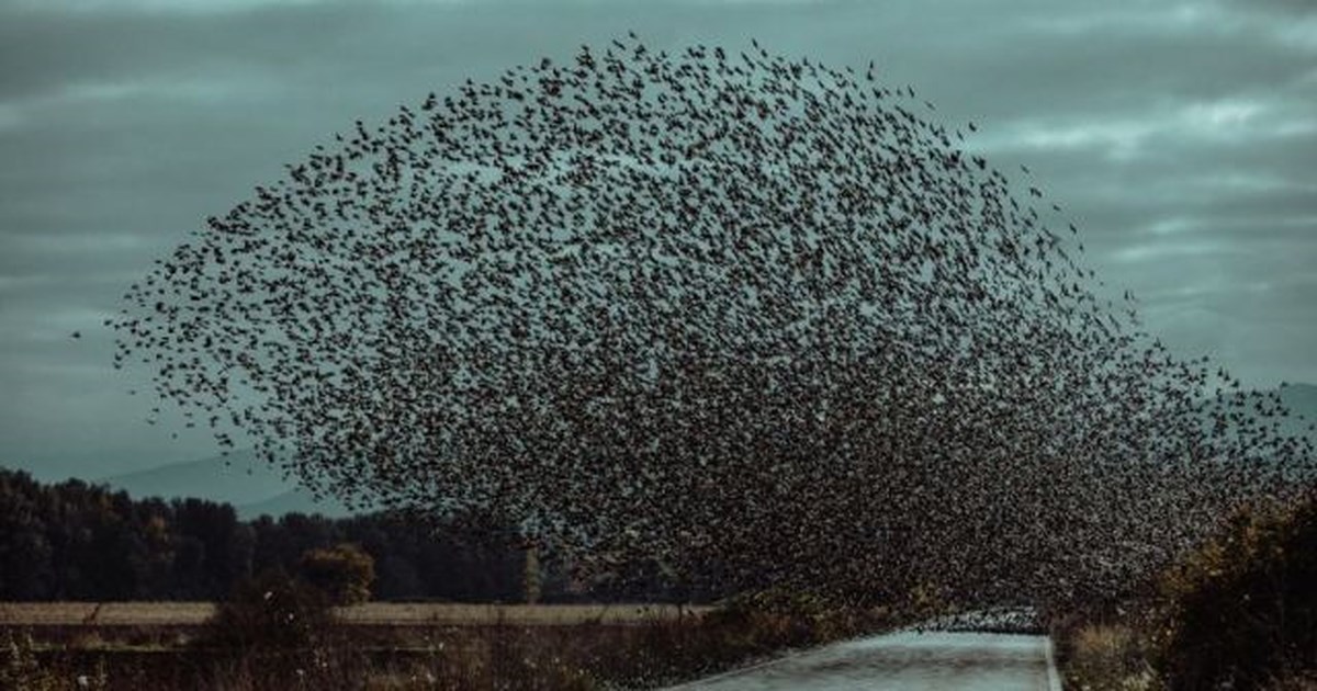 Μυστήριο στην Αργολίδα: Εκατοντάδες νεκρά πουλιά στην παραλιακή Ναυπλίου – Νέας Κίου