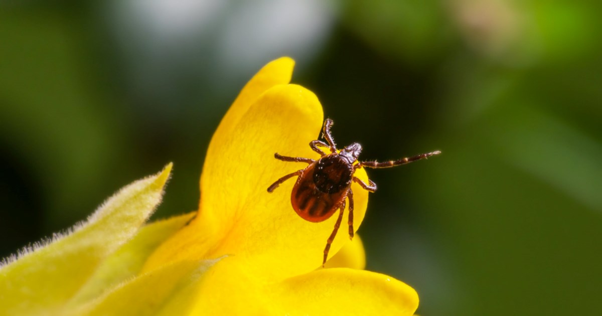 Λάρισα: 70χρονος πέθανε από αιμορραγικό πυρετό Κριμαίας-Κονγκό - Μολύνθηκε από τσιμπούρι - Οι συστάσεις του ΕΟΔΥ - εικόνα 2