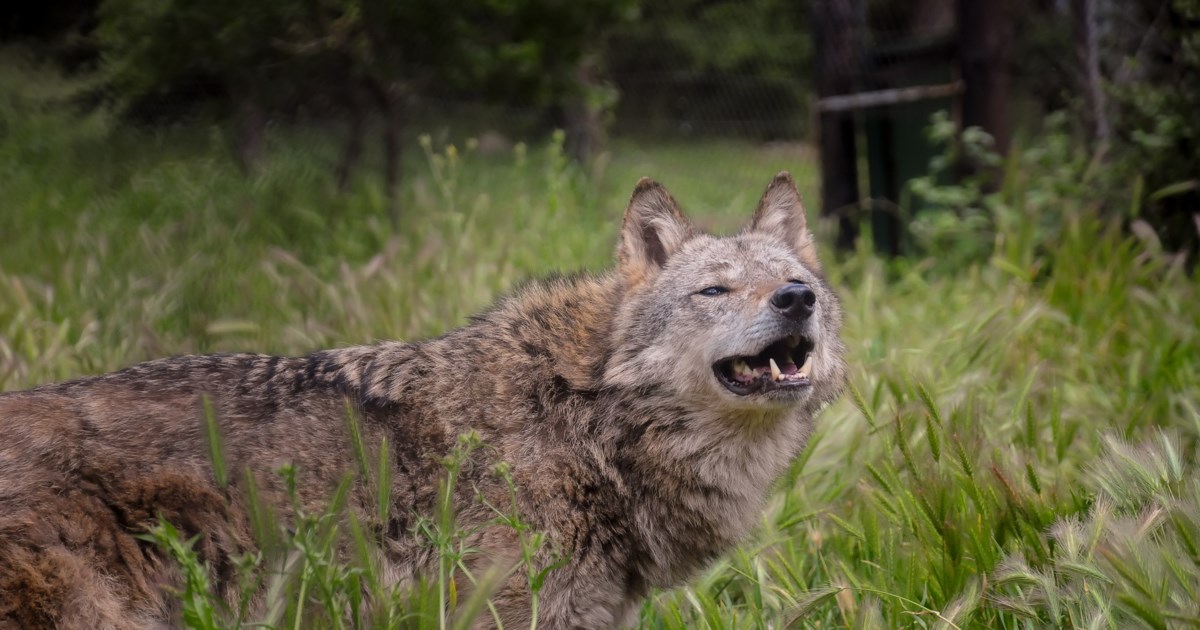 Φθιώτιδα: Αγέλη 9 λύκων εμφανίστηκε κοντά σε οικισμό – Πλησίασαν αγρότη και γρύλιζαν [βίντεο]