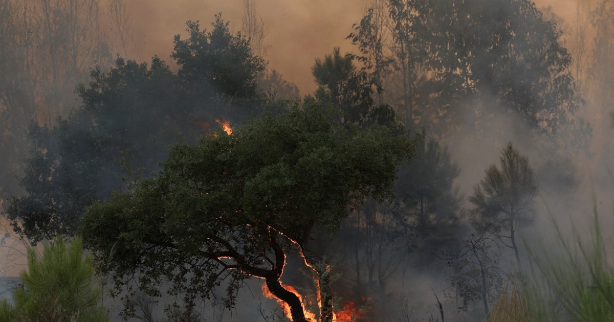 Καλαμάτα: Φωτιά σε καλαμιώνες στην περιοχή Αριοχωρίου [βίντεο]