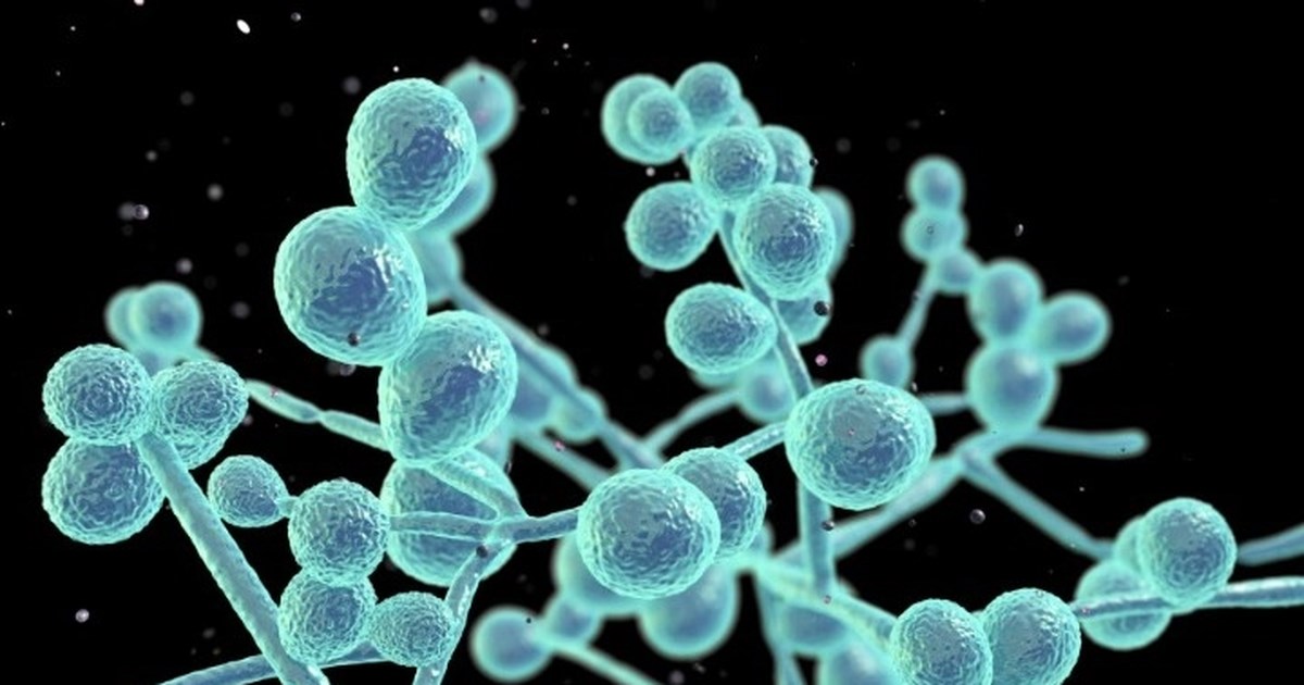 Ανησυχία για διασπορά μύκητα στα νοσοκομεία - Μαγιορκίνης: "Ανθεκτικός σε αντισηπτικά ευρείας χρήσης και αντιμυκητιασικά"