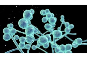 Ανησυχία για διασπορά μύκητα στα νοσοκομεία - Μαγιορκίνης: "Ανθεκτικός σε αντισηπτικά ευρείας χρήσης και αντιμυκητιασικά"