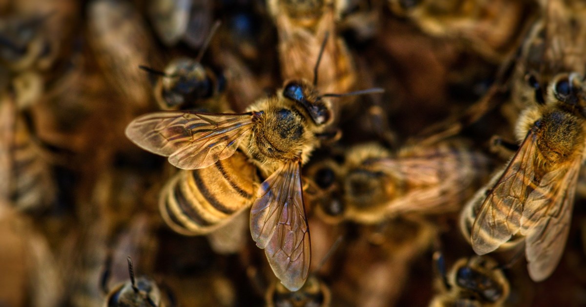 Δομοκός: Πώς φτάσαμε στην τραγωδία με τον χαμό του 50χρονου που ήταν αλλεργικός στο τσίμπημα μέλισσας