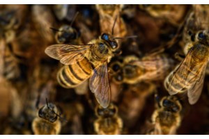 Δομοκός: Πώς φτάσαμε στην τραγωδία με τον χαμό του 50χρονου που ήταν αλλεργικός στο τσίμπημα μέλισσας