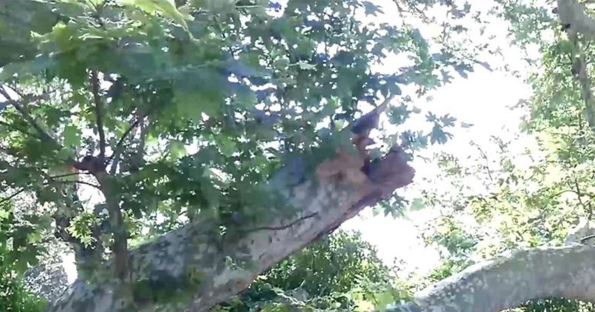 Ναύπλιο: Τεράστιο κλαδί δέντρου έπεσε σε κεντρική πλατεία της πόλης [εικόνες, βίντεο]