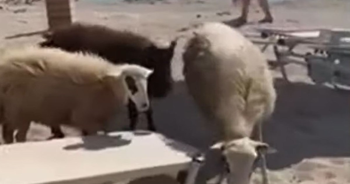 Ευλογιά των προβάτων: Νέα μέτρα έως τις 15 Νοεμβρίου - Εμφανίστηκαν κι άλλα κρούσματα