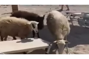 Ευλογιά των προβάτων: Νέα μέτρα έως τις 15 Νοεμβρίου - Εμφανίστηκαν κι άλλα κρούσματα