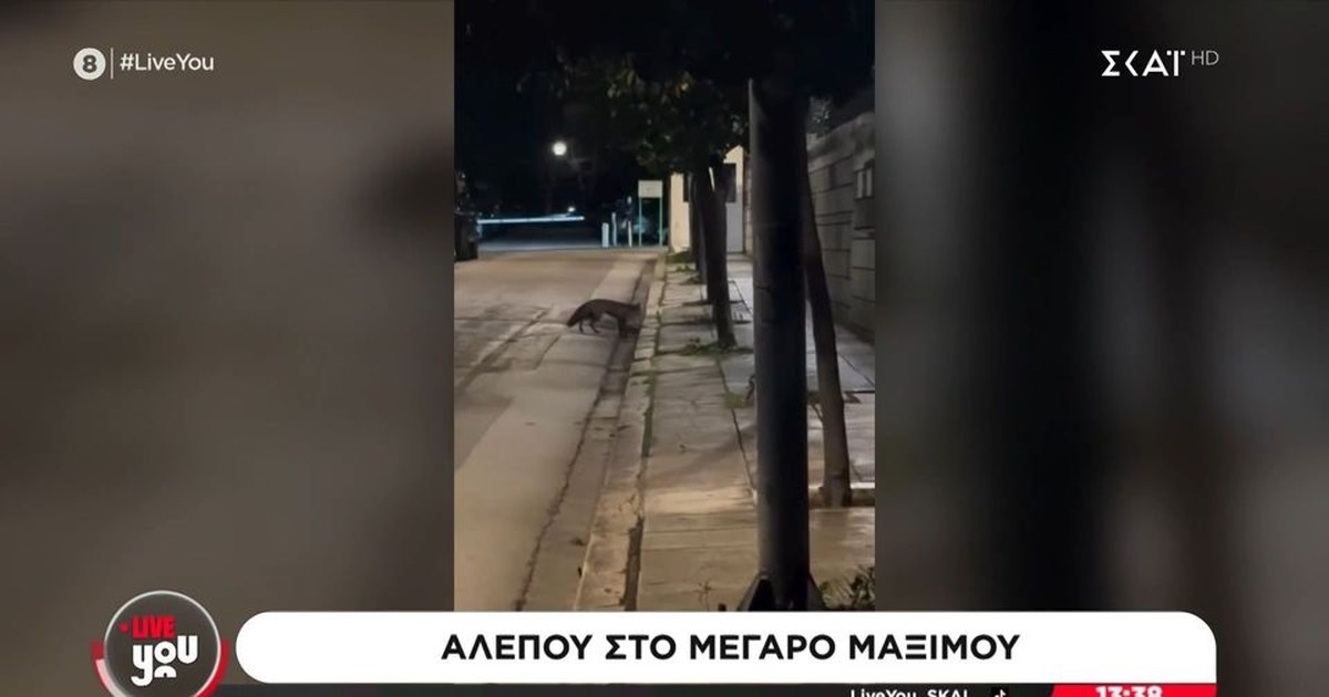 Καλιφόρνια: Επιασαν για πρώτη φορά σπάνια κόκκινη αλεπού - Υπάρχουν λιγότερα από 50 τέτοια ζώα [εικόνες]