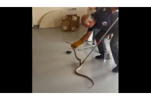 Σκόπελος: Φίδι δάγκωσε 8χρονο παιδί οικογένειας Καναδών - Εσπευσμένα με ταχύπλοο στον Βόλο - εικόνα 2