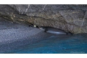 Φωκάκι περιπλανιόταν μόνο του για τρεις μέρες στις Σπέτσες - Ο μικρός "Αλέξης" έψαχνε τη μαμά του - εικόνα 2