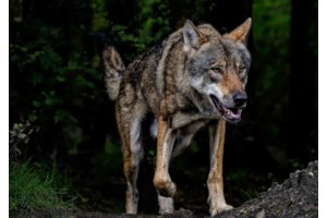"Πετάχτηκε ξαφνικά μπροστά μου ο λύκος": Συγκλονίζει η βοσκός που ήρθε αντιμέτωπη με το ζώο στη Φωκίδα - εικόνα 2