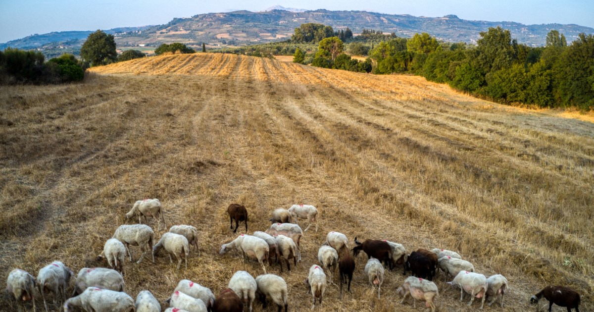Συναγερμός στην Κοζάνη για πιθανό κρούσμα ευλογιάς Εξαιρετικά μεταδοτική η νόσος