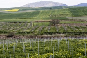 Ηλεία: Σοκάρουν οι λεπτομέρειες του φονικού - Τον μαχαίρωσε στην καρδιά και συνέχισε να μαζεύει φράουλες - εικόνα 3